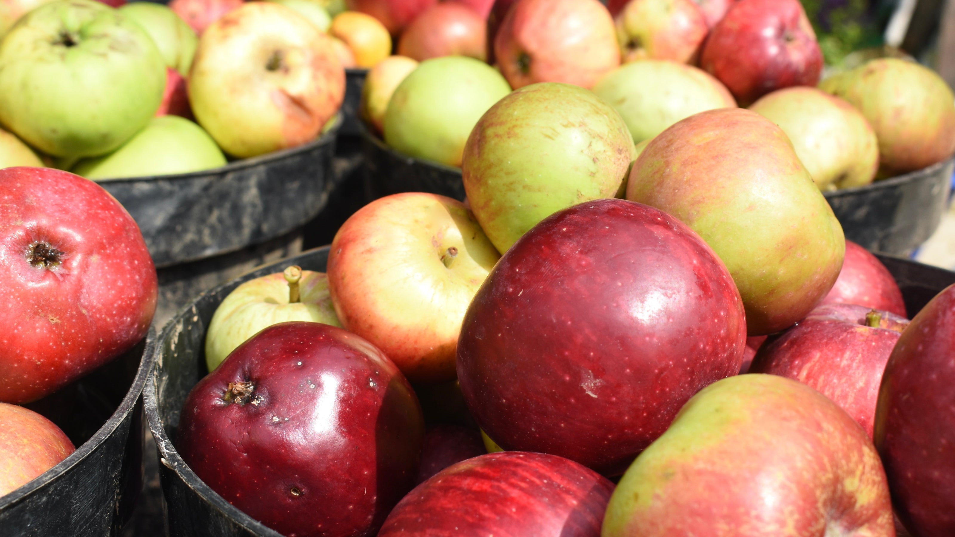Assorted red and green apples in black plastic bins.