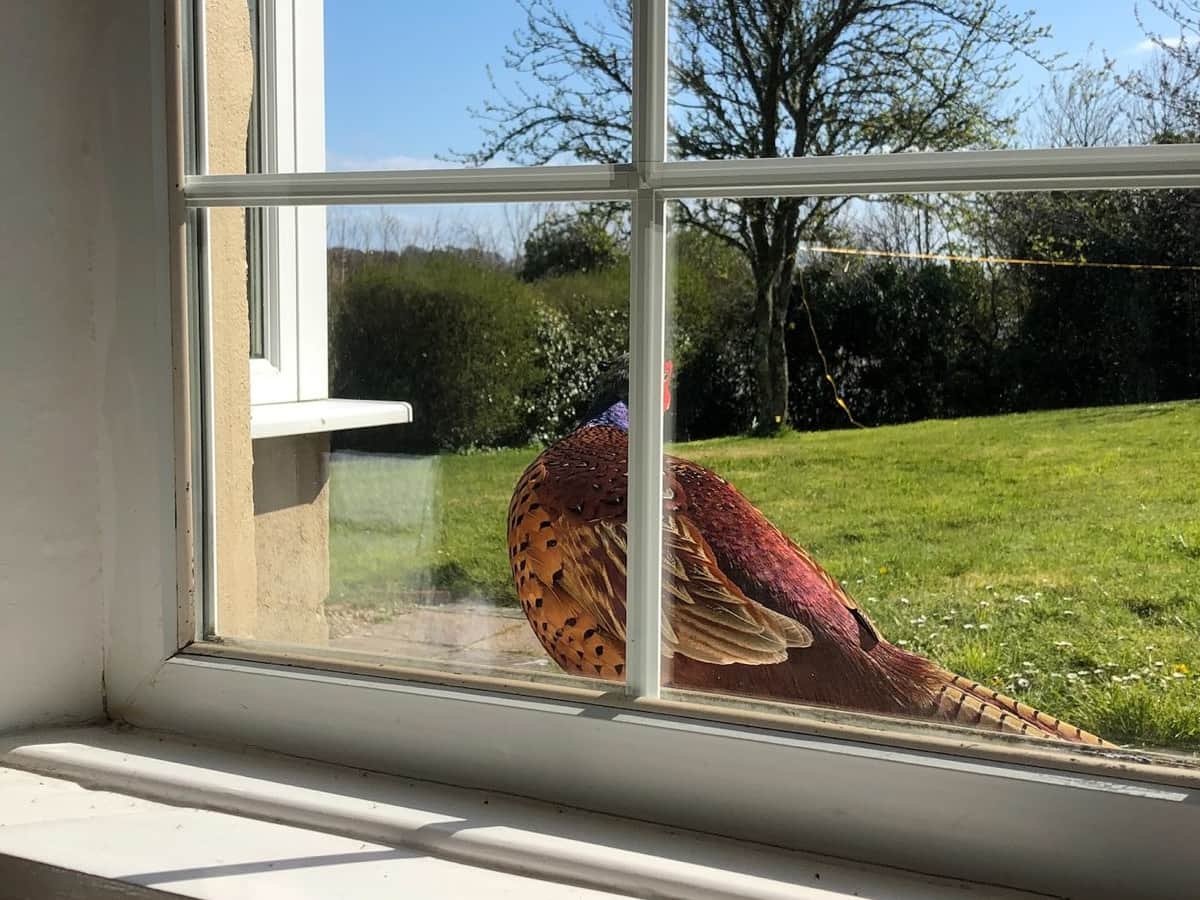A beautiful pheasant outside the window of the Farmhouse Fowey