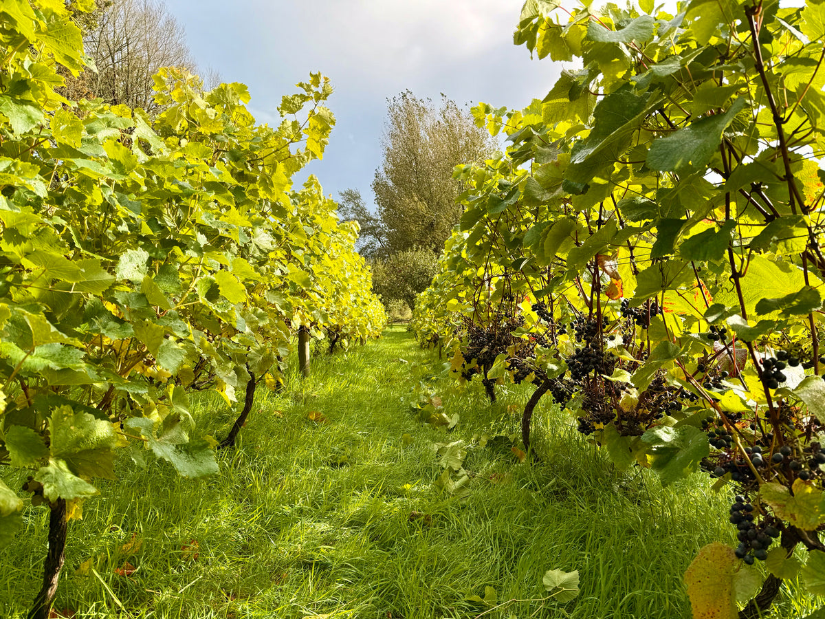 Vineyard with green leaves and clusters of grapes under a blue sky.