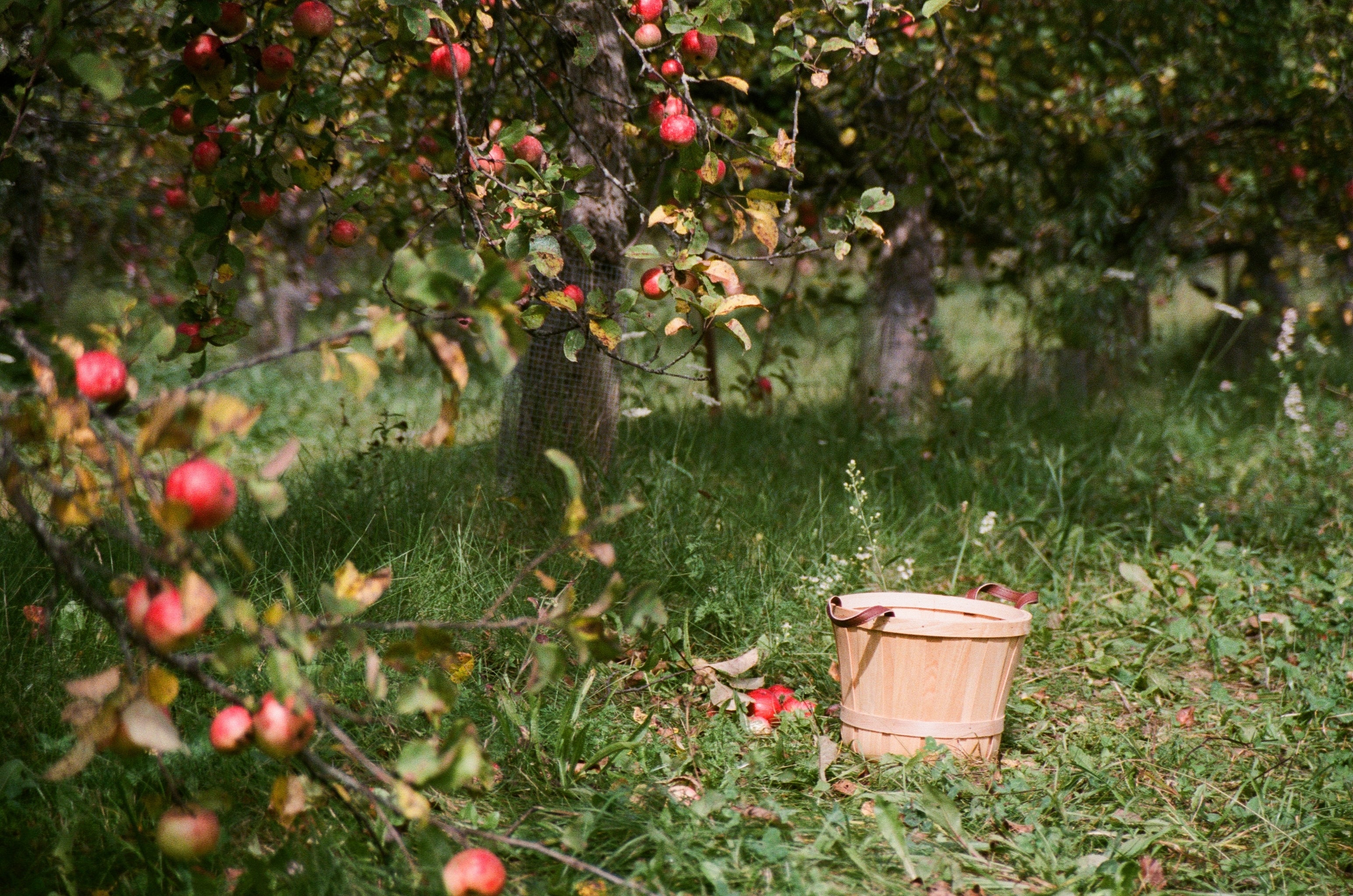 Empty basket sits in orchard amongst apple trees laden with red apples